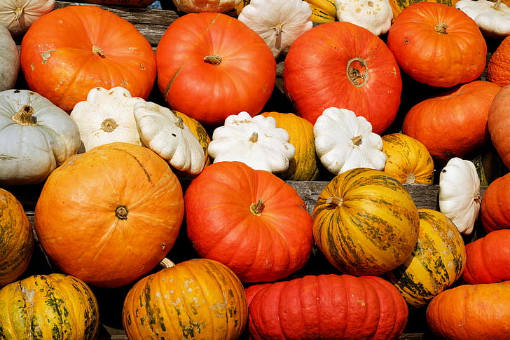 white, brown, and red squash lot
