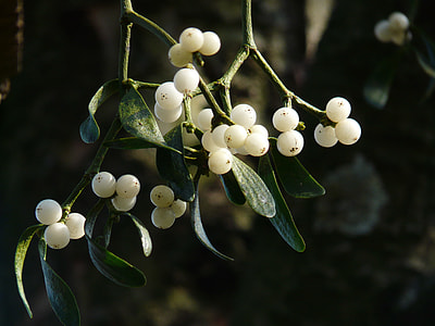 bunch of white fruits