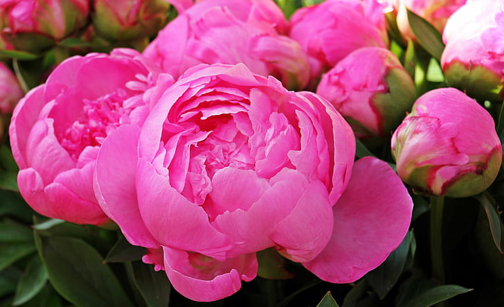 pink peony flowers blooming at daytime