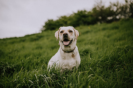 animal photography of short coated white dog wearing black collar while laying on green grass meadow during cloudy day