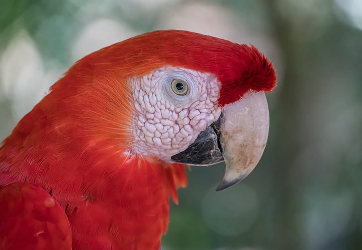 shallow focus photo of red Macaw parrot