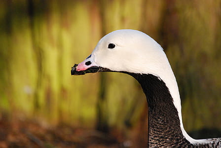 Black and White Duck Close Up Photo