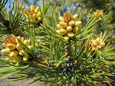closeup photo of pine cones