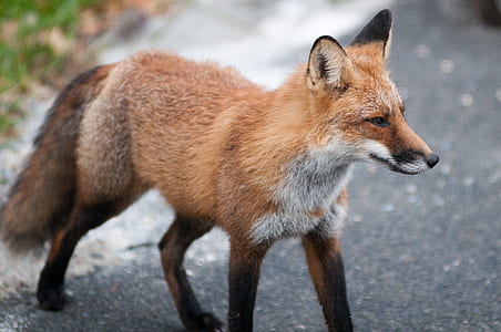 brown fox during daytime