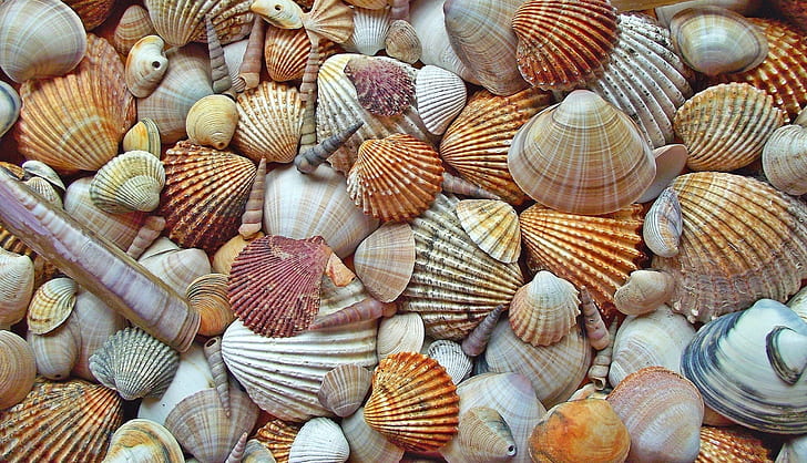 assorted-color seashells