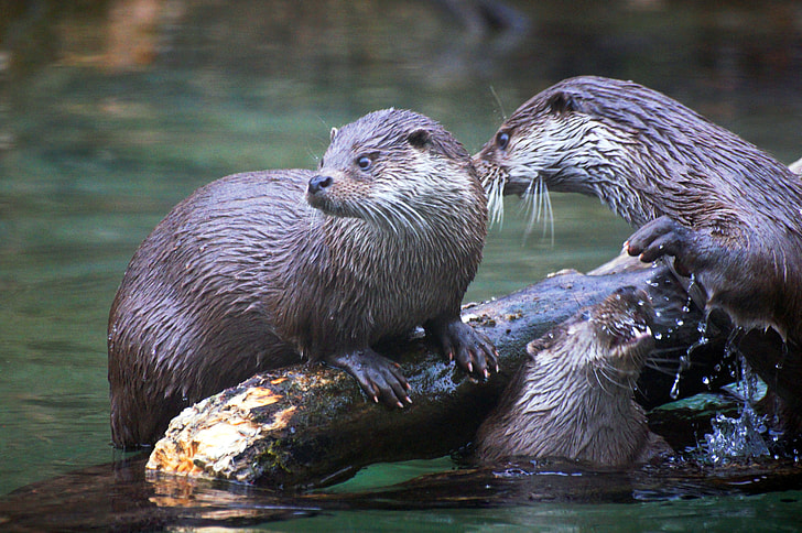 two otters on branch during day