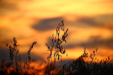 Wheat Field during Sun Set