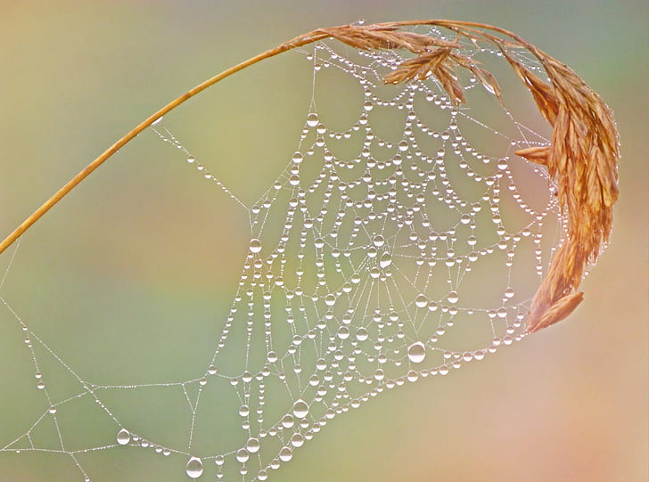 spider web on brown grass with water dews