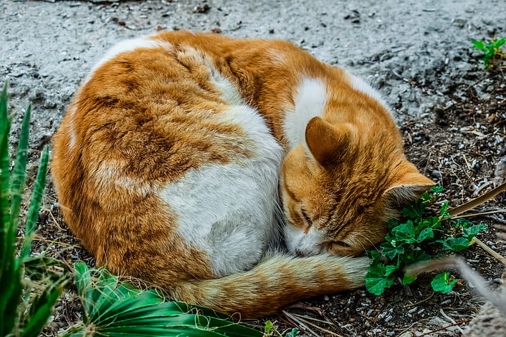 orange and white cat beside green plant