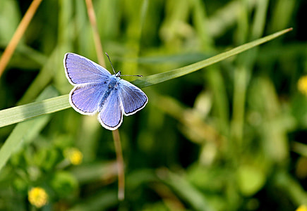 blue butterfly on green leaf plants