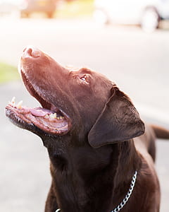 Chocolate Labrador Retriever With Stainless Steel Chain Collar