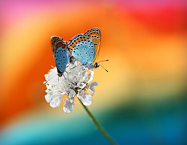 brown and blue butterflies on white petaled flowers