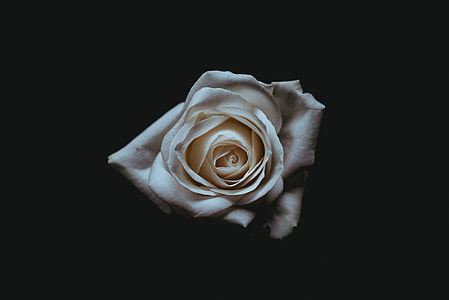photo of white flower