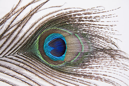 multicolored peafowl feather in close up photography