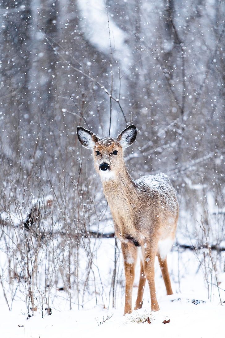 brown doe covered with snow