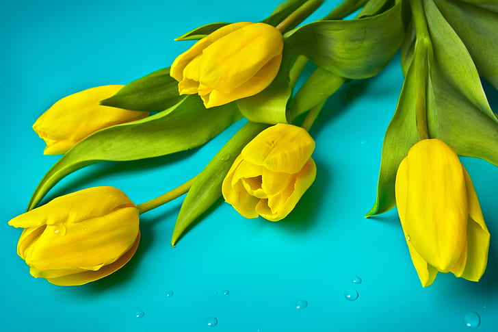 five yellow tulip flowers