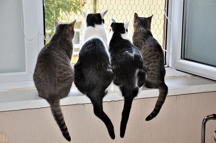 photo of tabby cats looking outside window