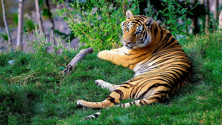 laying tiger on grass at daytime