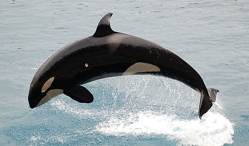 black and white killer whale jump over water during daytime