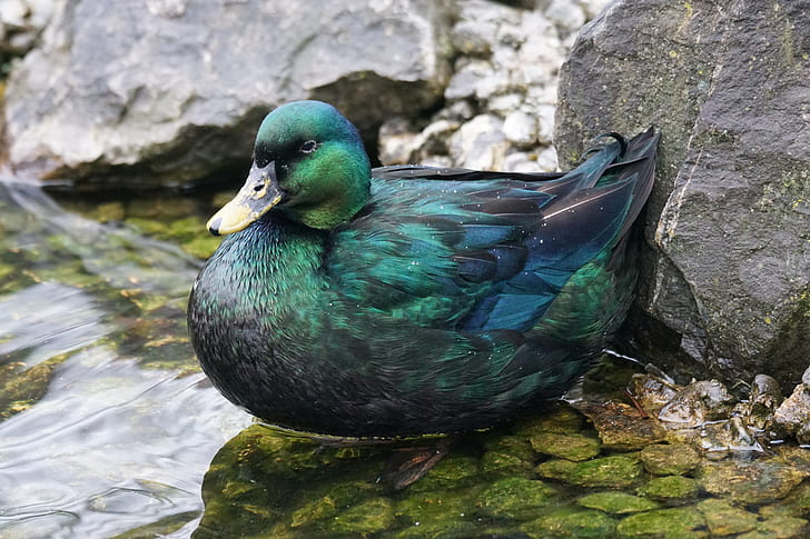 green and blue duck on body of water