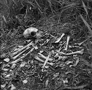 bones surrounded by grass grayscale photograph