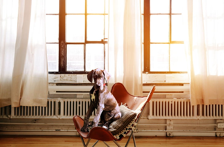 adult tan great dane sits on brown leather chair near window during daytime