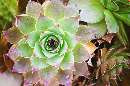 purple and green succulent plant
