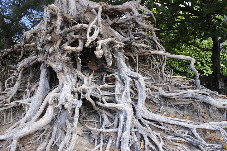 closeup photo of gray tree roots