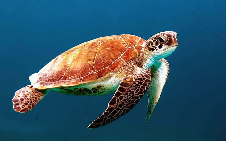 closeup photo of brown and black turtle
