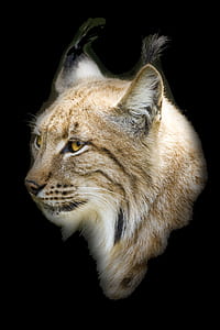 closeup photo of tan lynx