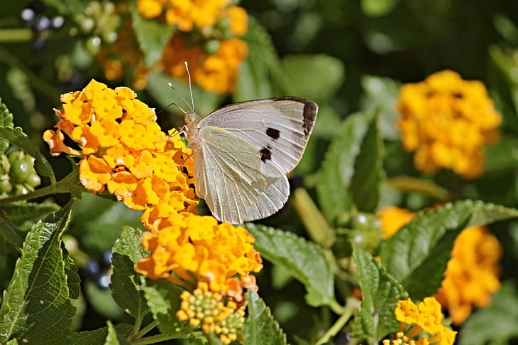 cabbage butterfly on orange petaled flowers during daytime