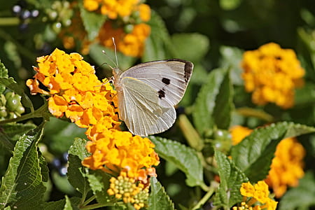 cabbage butterfly on orange petaled flowers during daytime