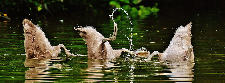 three gray ducks on body of water during daytime