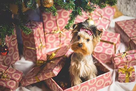 Cute Puppy as a Christmas Present Surprise