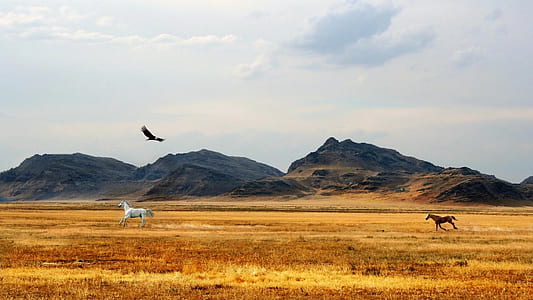white and brown horses running through brown grass field and an eagle flying above them