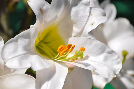 white lilies selective-focus photo