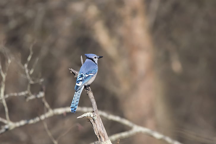 Tilt-shift Lens Photography of Blue Bird on Branch