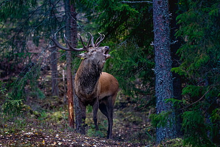 moose howling in forest