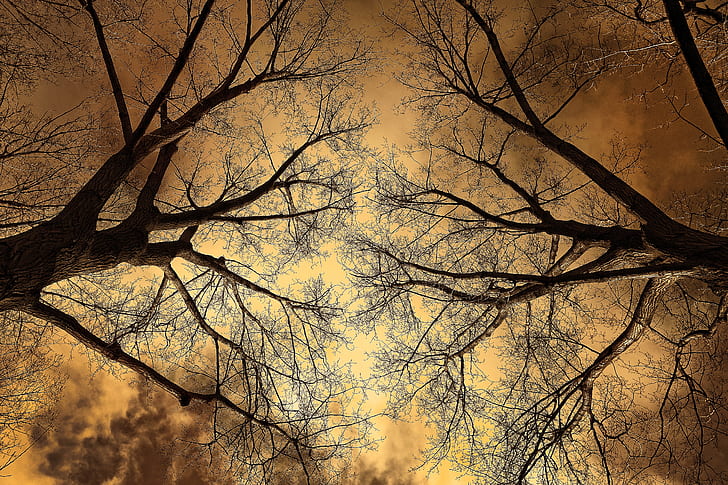 two trees under nimbus sky