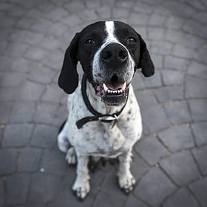 Black and White Short Coat Dog Closeup Photography