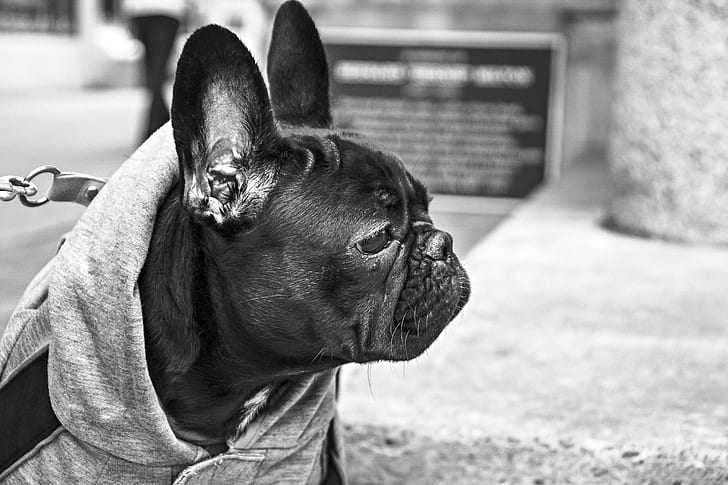grayscale photography of adult black Pug