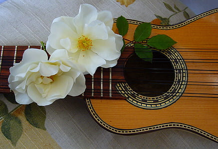 closeup photo of brown ukulele with white petaled flowers
