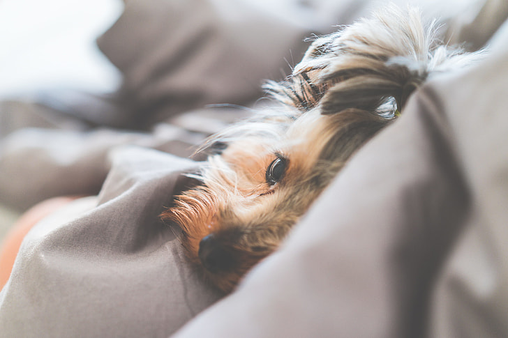 Close Up of Cute and Calm Yorkshire Terrier Dog Lying in a Bed