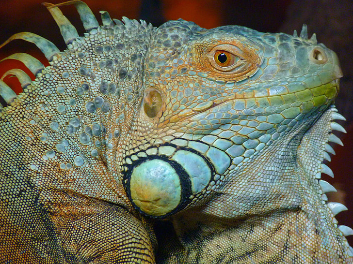 gray and brown iguana head
