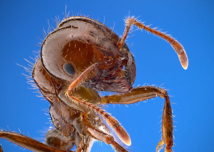 worm eye photograph of fire ant