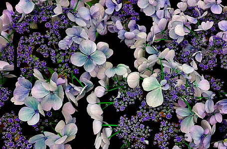 white and purple hydrangea flowers