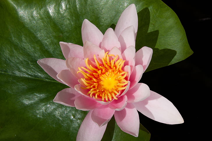 closeup photo of pink lotus flower