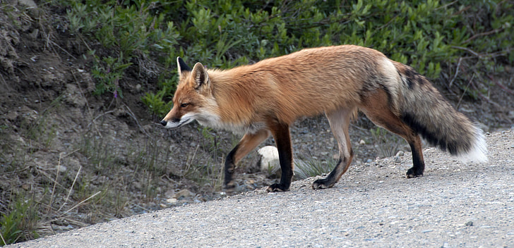 Fox on road beside grass