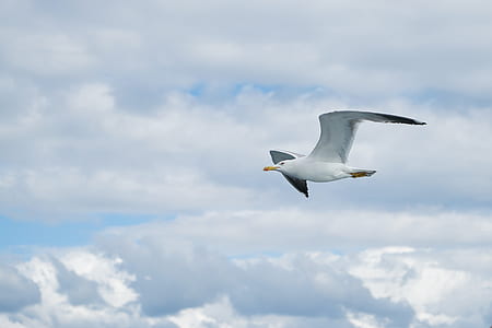 flying white seagull
