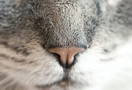 gray animal nose